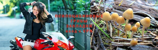прущие крисы Елизово